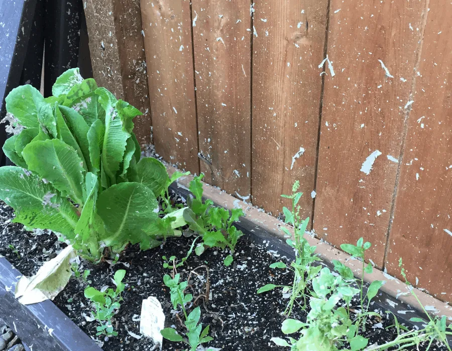 lettuce with paint chips