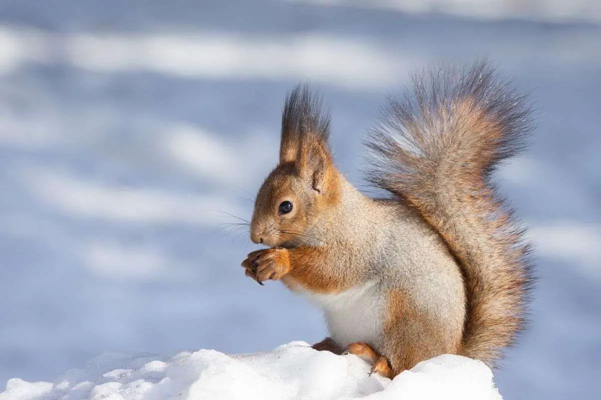 How To Keep Squirrels Out of Deck Planters