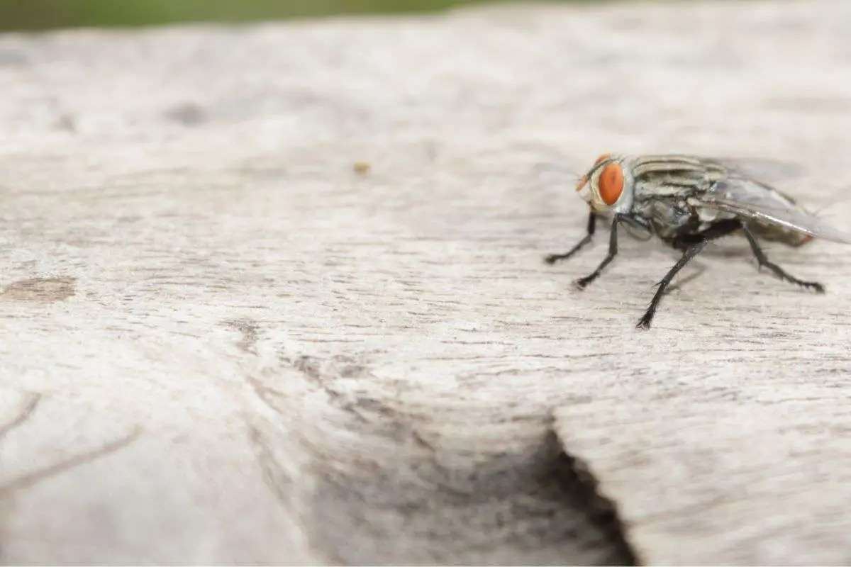 Why Are Flies Attracted To My Deck